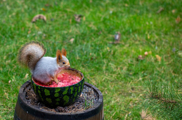 squirrel eating watermelon feeders under fine snow and drizzling rain in the garden