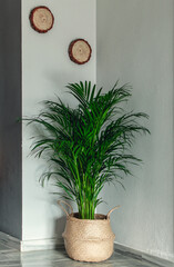 Isolated Areca palm (Dypsis Lutescens) in a wicker basket