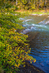 Rapid mountain river with stones through the autumn forest