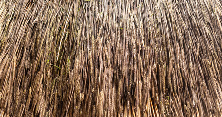 Dry ears of wheat, thatched roof. Agricultural background and texture