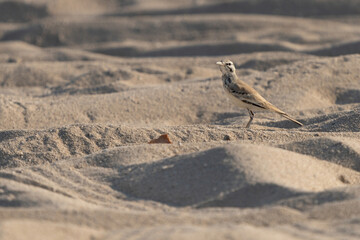 Greater hoopoe-lark on the northern coast of Qatar