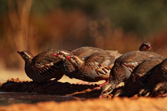 Red-legged partridges drinking