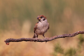 Male Eurasian tree sparrow