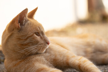 Cat resting in the sun