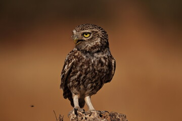 Little owl