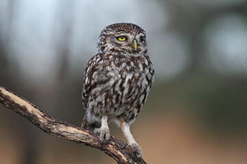 Puppy of Little owl