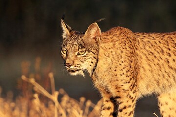 Portrait of male Iberian lynx