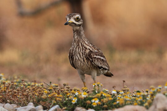 Stone-curlew