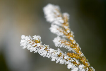 Winter. Frost. © Mikoaj