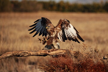 Common buzzard landing