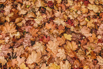 Autumn leaves on the ground. Modern seasonal background, month of October. 