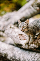 angry cat portrait, cute cat portrait closeup. pretty kitten looks into camera. 