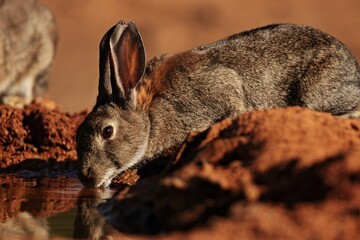 Common rabbit dinking