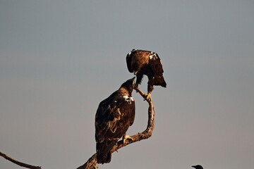 Kiss of Spanish imperial eagle