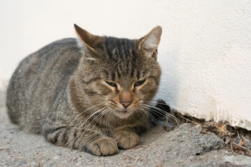 Naklejka na ściany i meble A stray cat lies on the ground