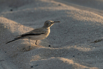 Greater hoopoe-lark on the northern coast of Qatar