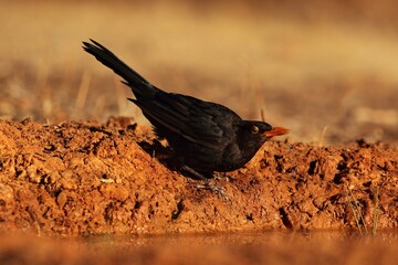Male common blackbird