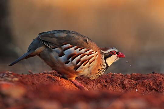 Red-legged partridge