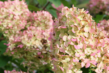 pink and white flowers