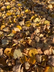 autumn leaves on the ground