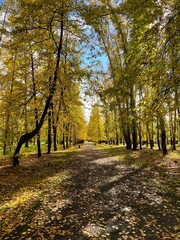 Fototapeta premium autumn in the park