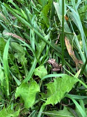 frog in the grass