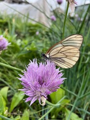 butterfly on flower