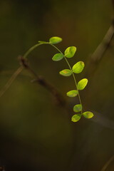 Green acacia leaves on a branch, blurred soft focus