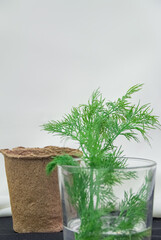 green plant, dill, in a glass of water against a blurred white background with a glass