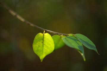 Tree branch with small green leaves in sunny forest