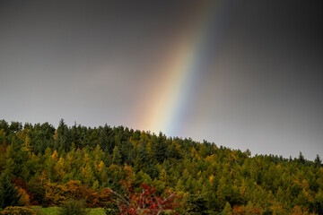 Rainbow above mixed forest woodlands in the Scottish Borders after rain showers, taken on 21.Oct.2020.  .(Photo: Rob Gray)