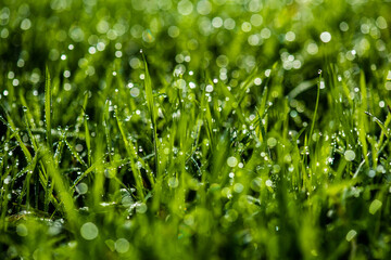 Dew drops on fresh green grass. Macro background