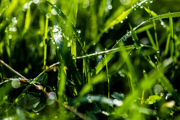 Fototapeta na wymiar Close-up shot of water drops on green grass blades with beautiful bokeh. Background photo. Mock up