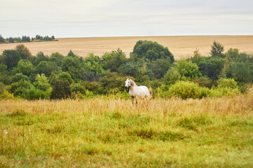 Конь или лошадь красивый белый стоит в поле летом или осенью.