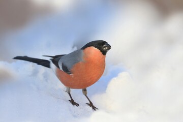 Beautiful Eurasian bullfinch sits in the snow. Male bullfinch in the nature habitat. Pyrrhula...