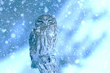 Winter season and birds. Falling snow. Nature background. Little owl.