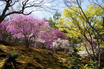山中の桜と青葉で彩られたカラフルな木々