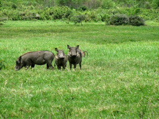 Wild boar Arusha National Park tanzania