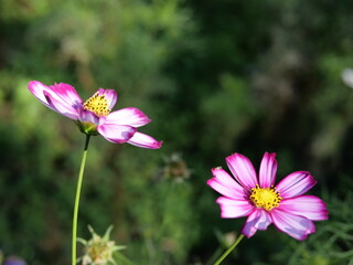 Fototapeta premium 秋の日本庭園の花畑で咲くピンク色のコスモスの花（日本の浜離宮恩賜庭園）