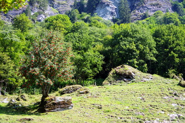 Steinige Wiese mit schönem Vogelbeeren-Baum vor Laubwald und Felswand