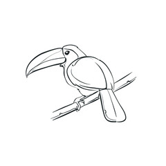 Toucan doodle illustration design vector art - nature tropical bird wildlife zoo jungle cartoon character palm wings adorable long beacon 