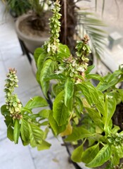 Portrait of African basil plant and leaves during the day