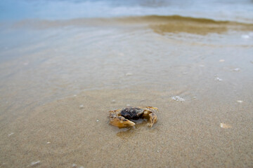 scenery at the beach, baltic sea