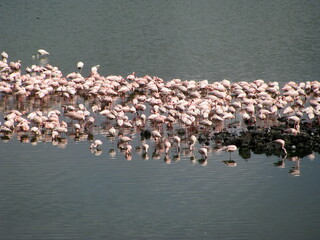 Greater flamingo Arusha National Park tanzania
