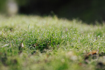 Fresh green grass with dew drops in the morning. Close up. Selective focus.