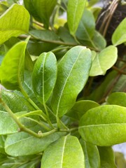Close up portrait of the lemon tree leaves during summer days