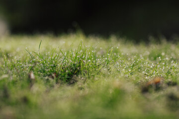 Close up of green grass with raindrops in the rainy day. Selective focus.