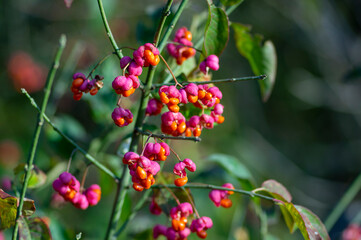 Naklejka premium Euonymus europaeus european common spindle capsular ripening autumn fruits, red to purple or pink colors with orange seeds