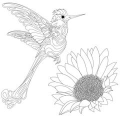 Vector illustration of hummingbird or colibri isolated on white background,  monochrome