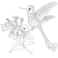Vector illustration of hummingbird or colibri isolated on white background,  monochrome